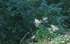 Aruncus sylvester sylvester