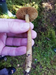 Cortinarius venetus