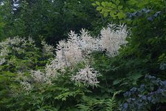 Aruncus sylvester sylvester