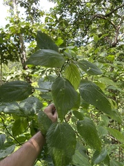 Acalypha bisetosa