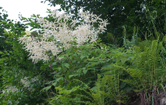 Aruncus sylvester sylvester