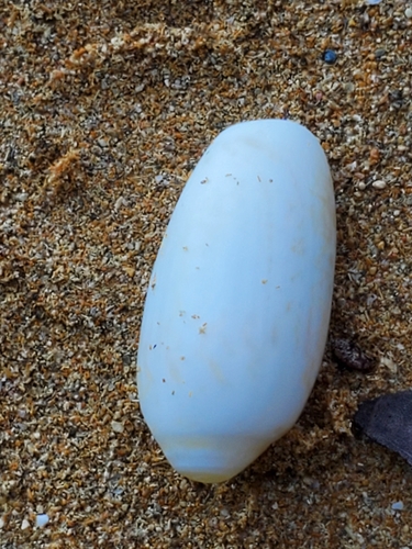 Oliva scripta, 2021-09-25