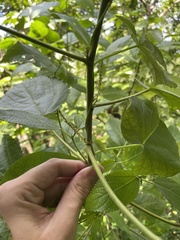 Acalypha bisetosa