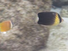 Chaetodon blackburnii