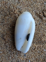 Oliva scripta