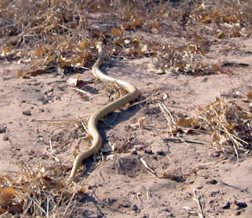 Cape Cobra