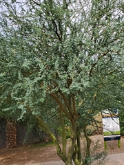 Prosopis juliflora