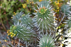 Euphorbia ferox