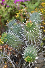 Euphorbia ferox