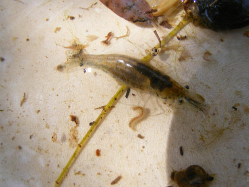 Caridina africana