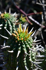 Euphorbia ferox