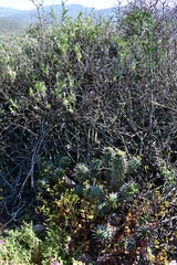 Euphorbia ferox