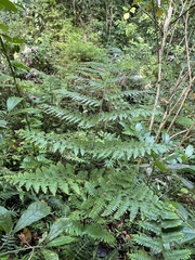 Dennstaedtia bipinnata