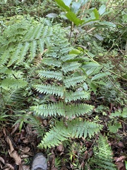 Dennstaedtia bipinnata