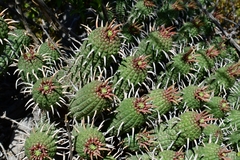 Euphorbia ferox