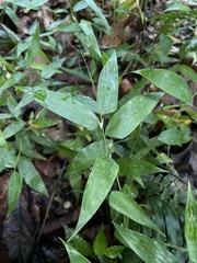 Lithachne pauciflora