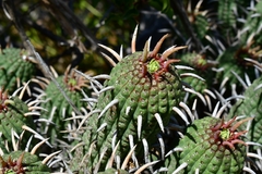 Euphorbia ferox