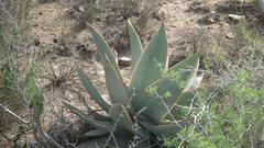 Aloe striata