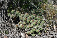 Euphorbia ferox