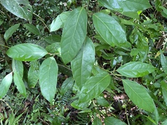 Aiouea montana