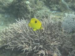 Chaetodon interruptus