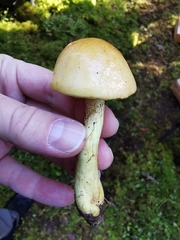 Cortinarius percomis