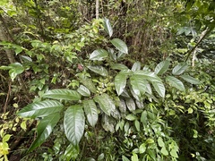Prunus occidentalis