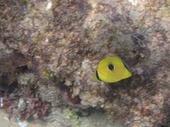 Chaetodon interruptus