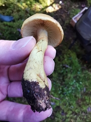 Cortinarius percomis