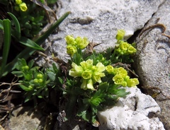 Draba dolomitica