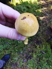 Cortinarius percomis