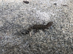 Hemidactylus principensis