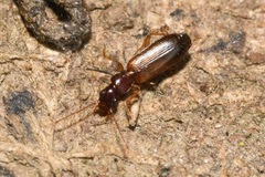Paradromius linearis