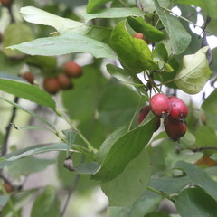 Malus × robusta
