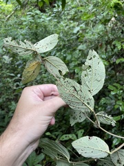 Varronia polycephala