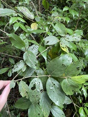 Varronia polycephala