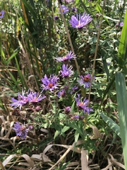 Symphyotrichum novae-angliae