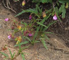 Hermannia coccocarpa
