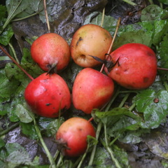 Malus × robusta