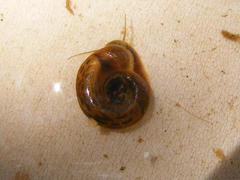 Biomphalaria pfeifferi