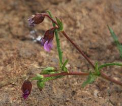 Hermannia coccocarpa