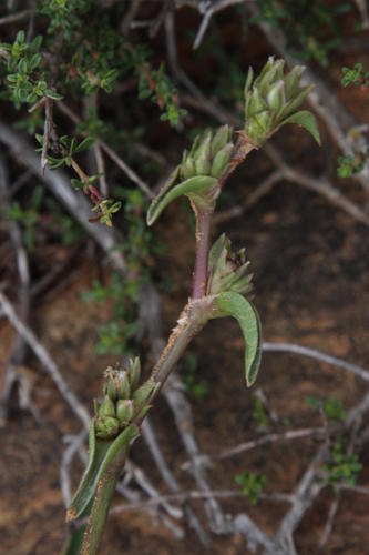 Cyanotis speciosa (Cyanotis speciosa)