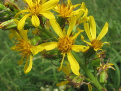 Ligularia subsagittata