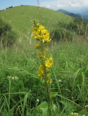 Ligularia subsagittata