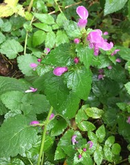 Lamium maculatum