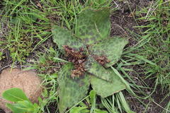 Ledebouria ovatifolia ovatifolia