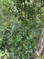 Pimenta racemosa