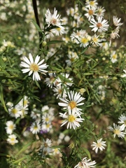 Symphyotrichum lanceolatum