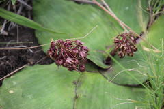 Ledebouria ovatifolia ovatifolia