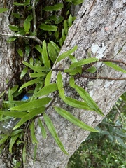 Microgramma lycopodioides